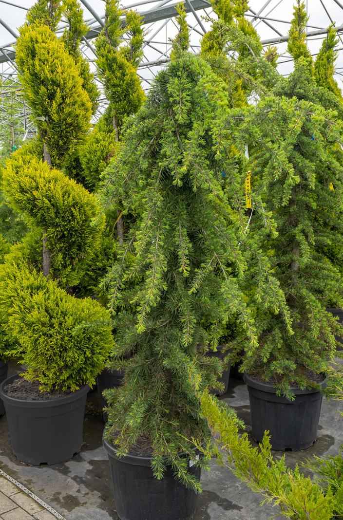 саженцы Кедр деодара Pendula