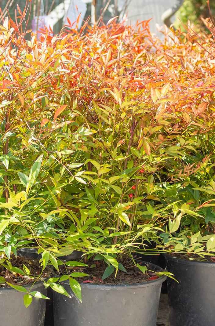 саженцы Нандина