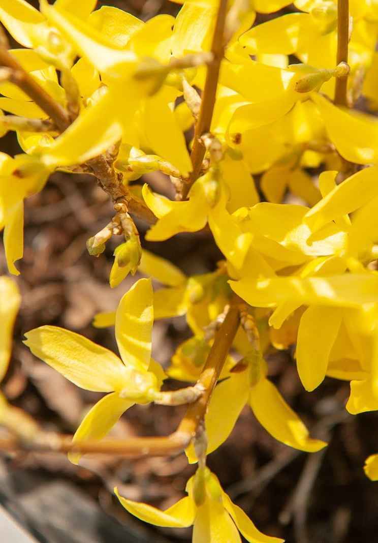 саженцы Форзиция средняя Lynwood