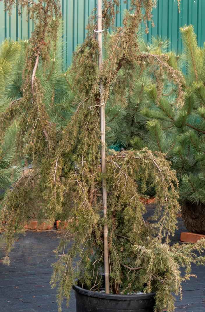 Купить можжевельник обыкновенный horstmann деревья и растения