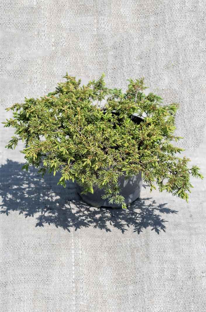 Купить можжевельник обыкновенный green carpet деревья и растения