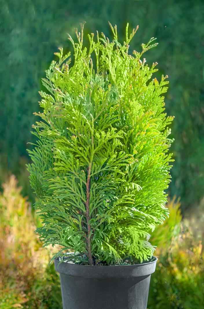 Купить туя западная tip top деревья и растения