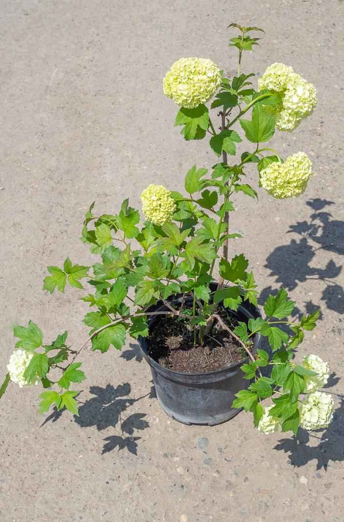 саженцы Калина обыкновенная Roseum