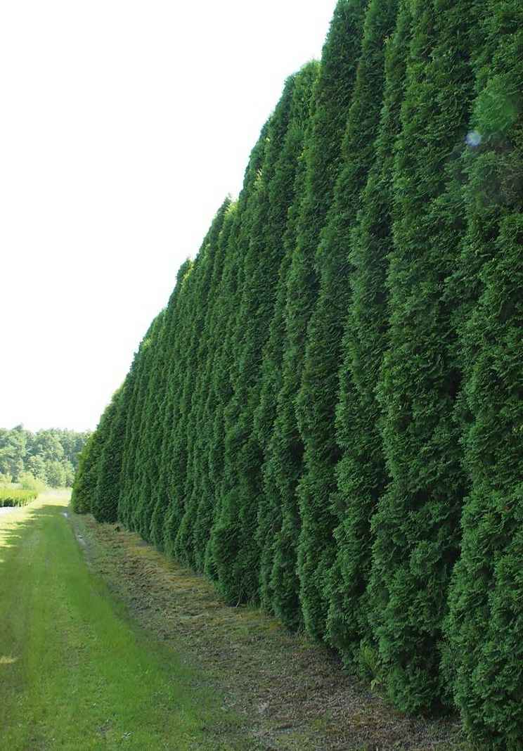 Купить туя западная fastigiata деревья и растения