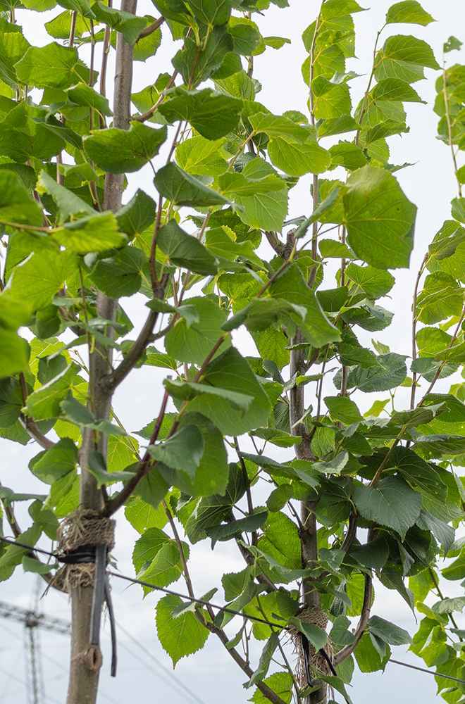 Саженцы бук лесной (европейский)