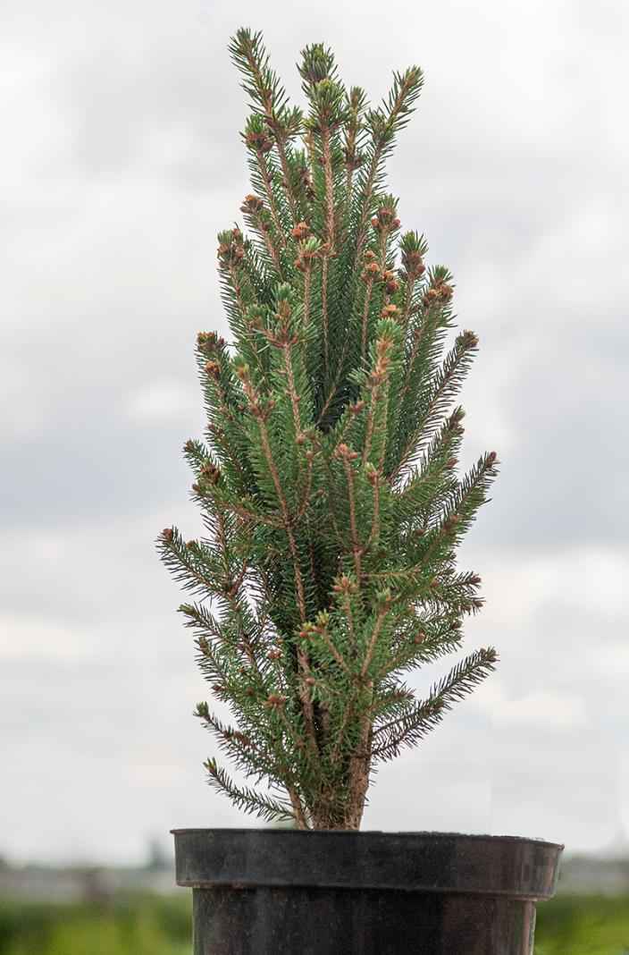 Купить ель канадская cinderella деревья и растения
