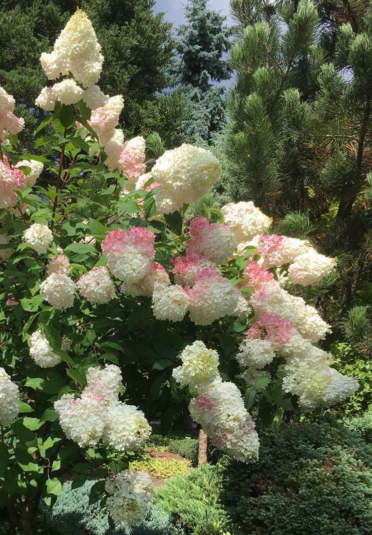 саженцы Гортензия метельчатая Vanille Fraise (Renhy)