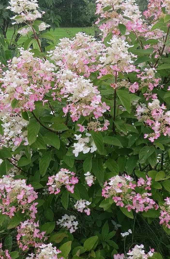 саженцы Гортензия метельчатая Pink Diamond