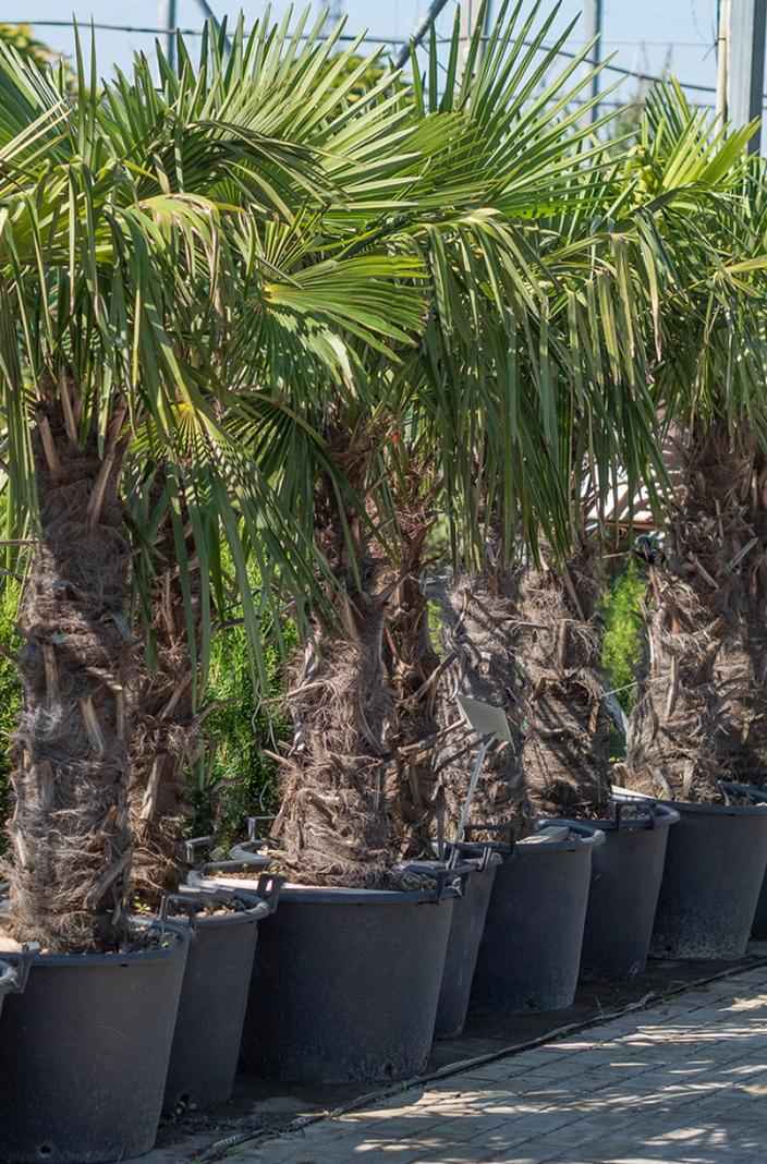 саженцы Трахикарпус Форчуна