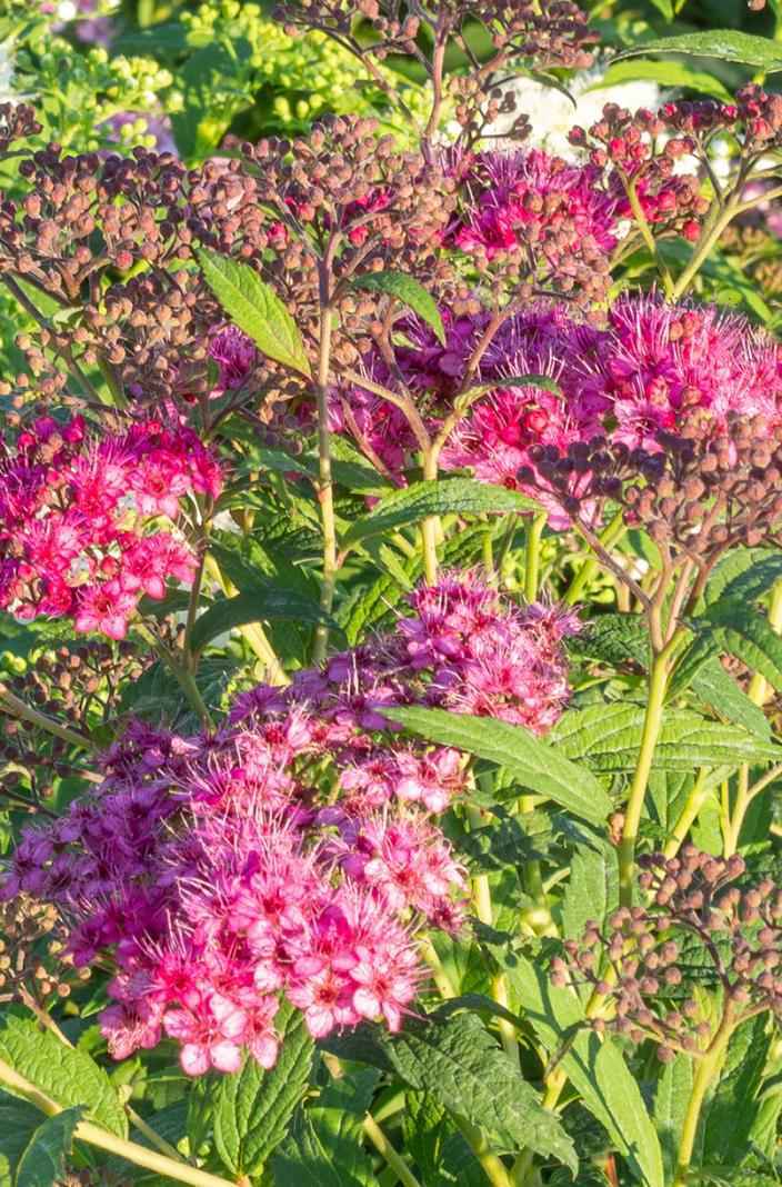 саженцы Спирея японская Genpei (Shirobana)