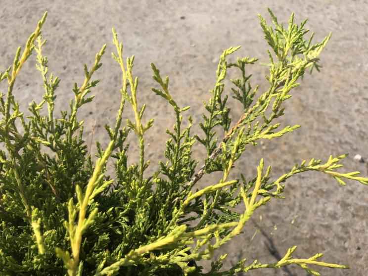 Купить можжевельник средний old gold деревья и растения