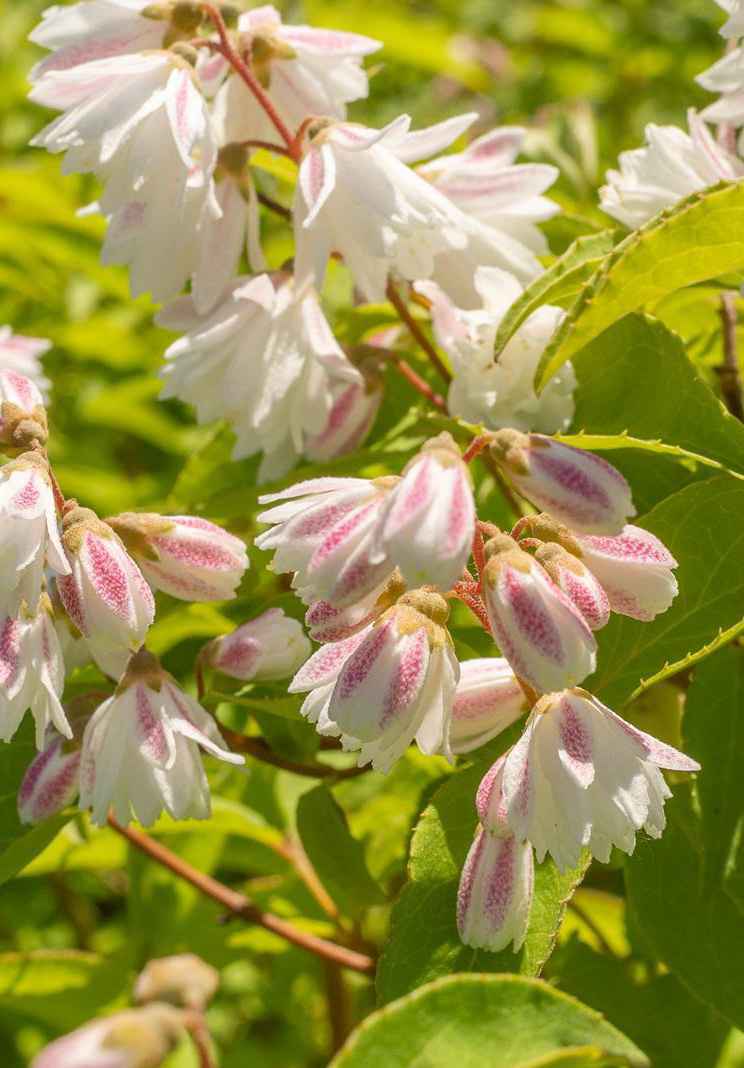 саженцы Дейция шершавая Candidissima