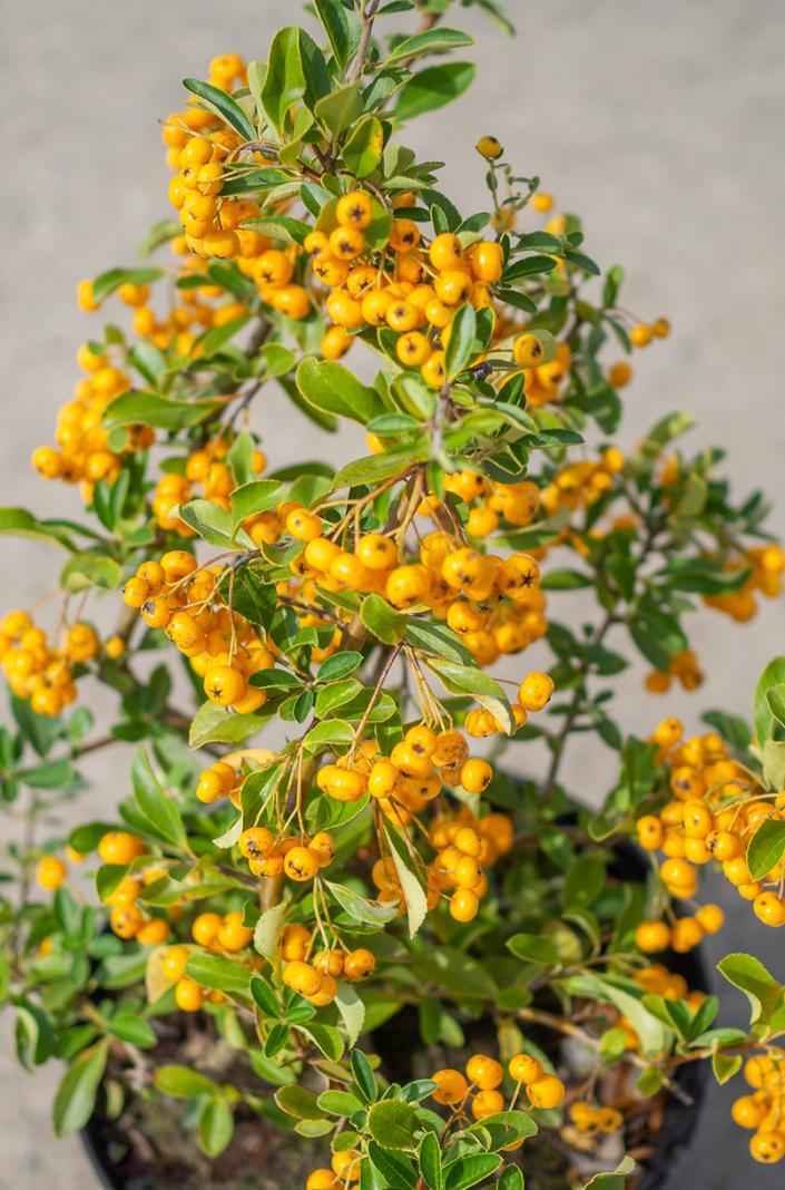 саженцы Пираканта шарлаховая Soleil d'Or