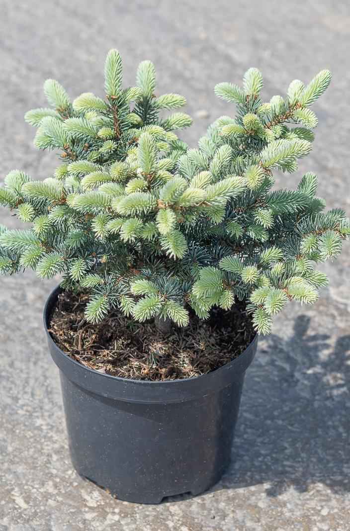 Купить ель колючая glauca globosa деревья и растения