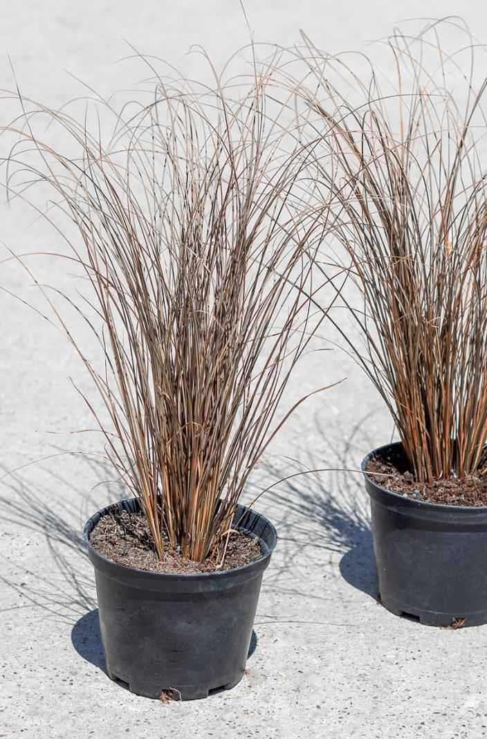 саженцы Осока Буханана