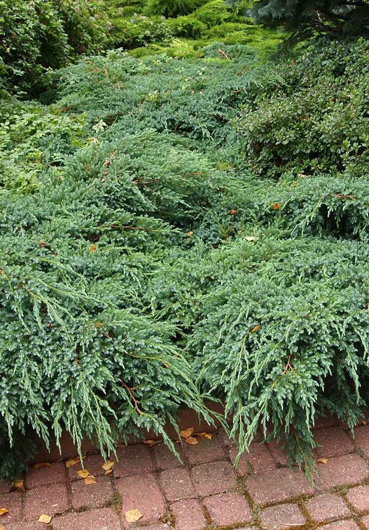 Купить можжевельник чешуйчатый blue carpet деревья и растения