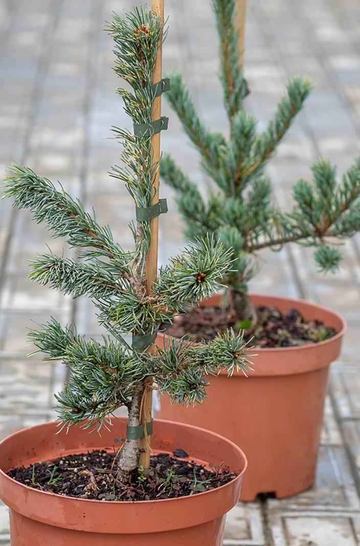 Купить сосна мелкоцветковая shizukagoten деревья и растения