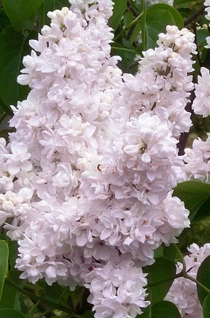 саженцы Сирень обыкновенная Madame Lemoine