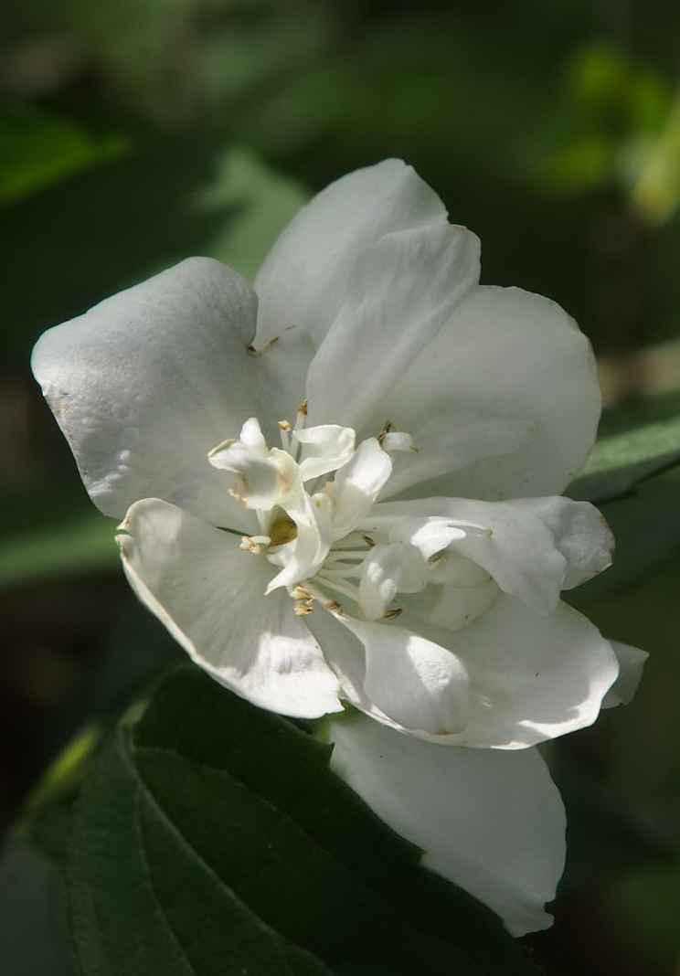 саженцы Чубушник Virginal