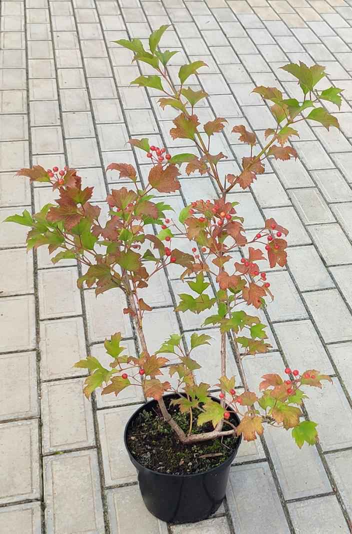 саженцы Калина обыкновенная Compactum