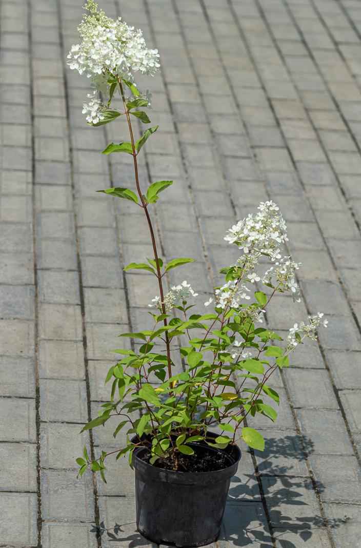 саженцы Гортензия метельчатая Tardiva