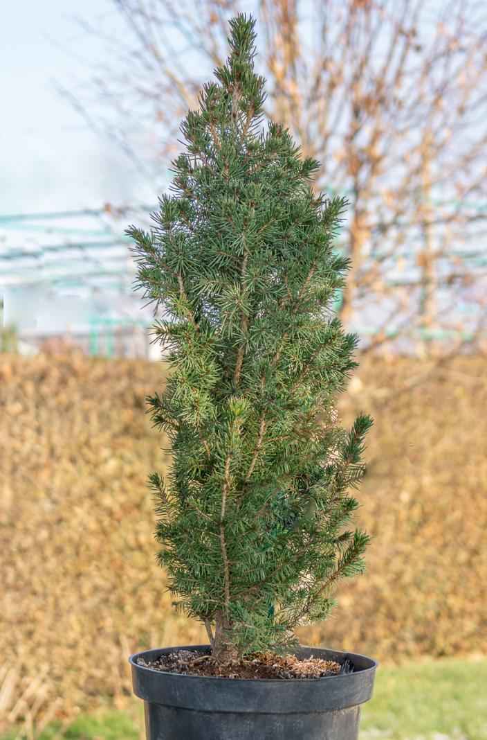 Купить ель канадская conica (albertiana conica) деревья и растения