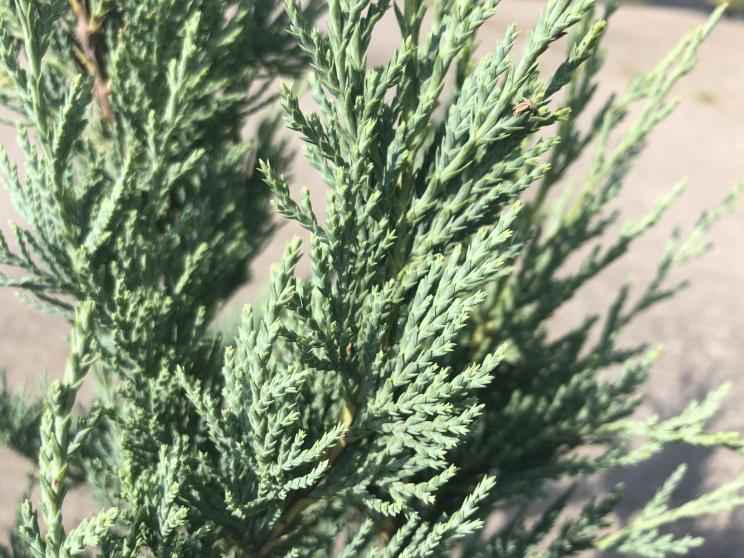 Купить можжевельник скальный moonglow деревья и растения