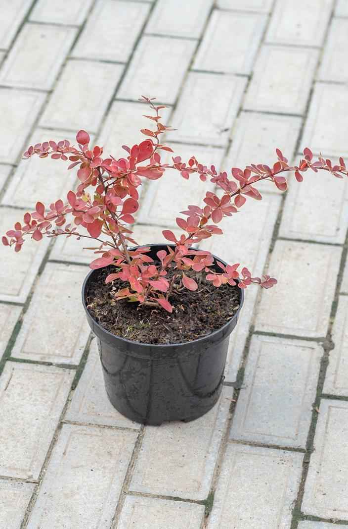 саженцы Барбарис Тунберга Red Carpet