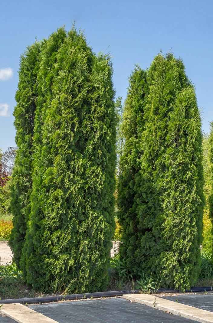 Купить туя западная columna деревья и растения