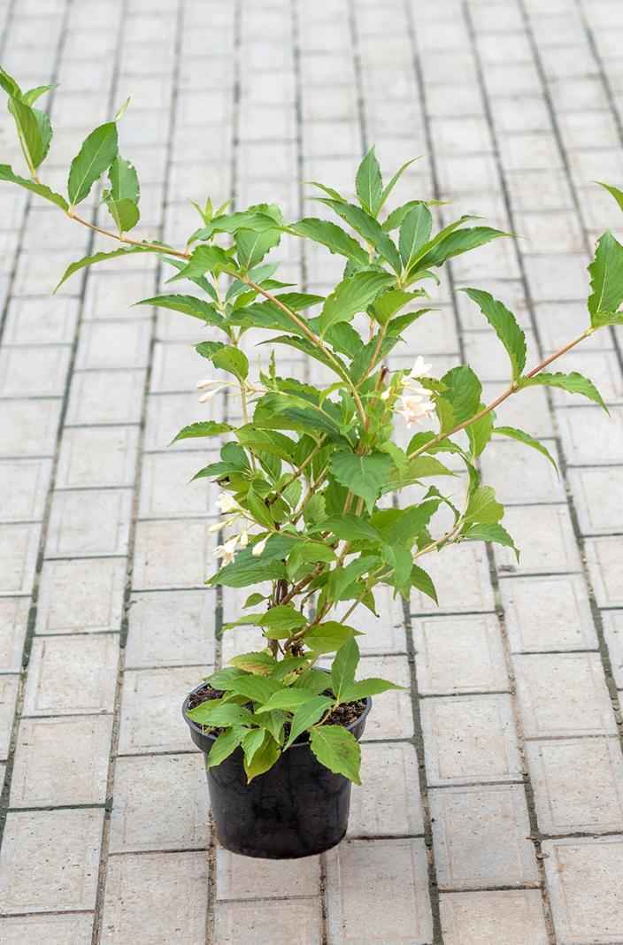 саженцы Вейгела цветущая Candida