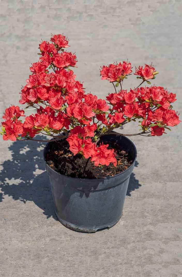 саженцы Азалия японcкая Fridoline