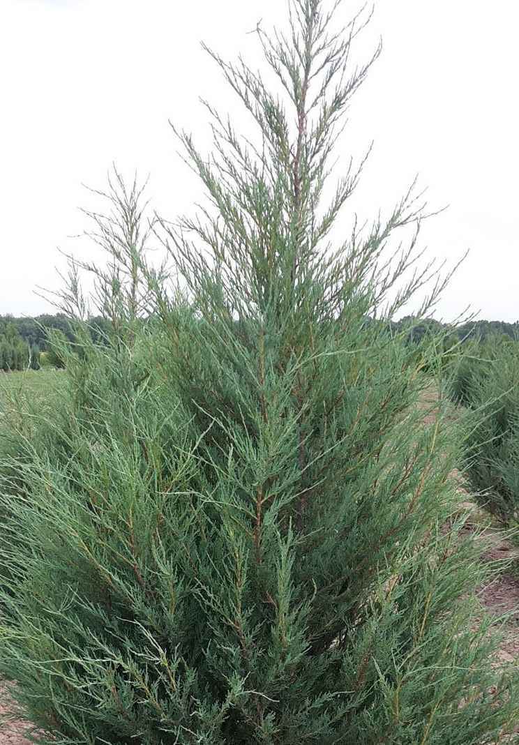 Купить можжевельник скальный skyrocket деревья и растения