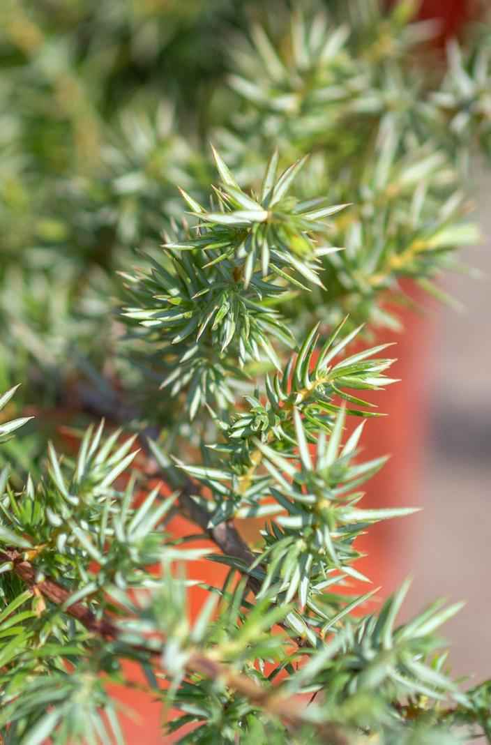 Купить можжевельник прибрежный schlager деревья и растения