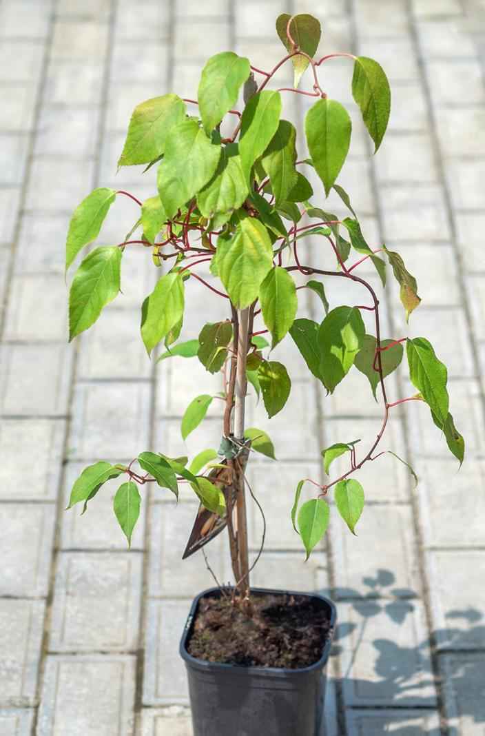 саженцы Актинидия Аргута (острая) Weiki