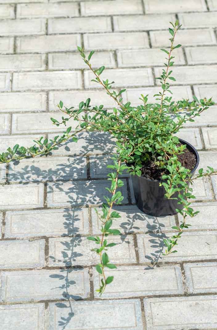 саженцы Кизильник Даммера Eichholz