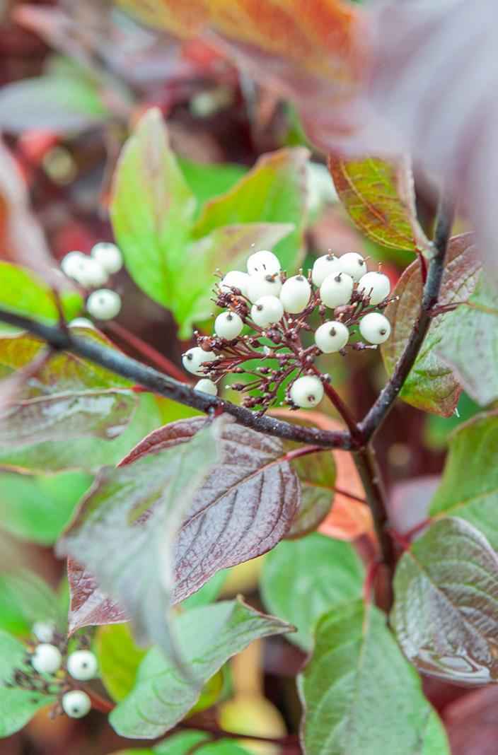 саженцы Дерен белый Kesselringii