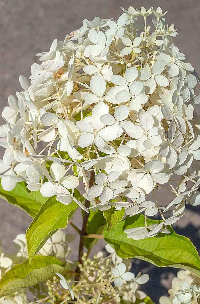 саженцы Гортензия метельчатая Levana