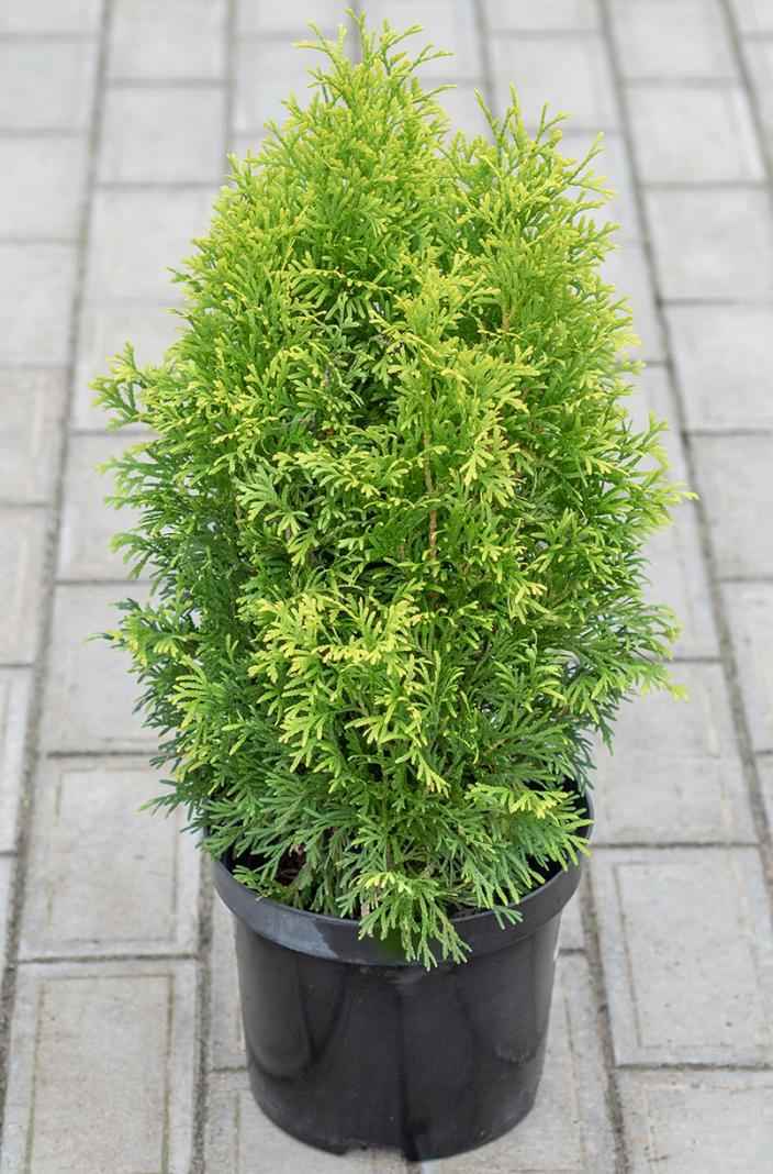 Купить туя западная maria деревья и растения