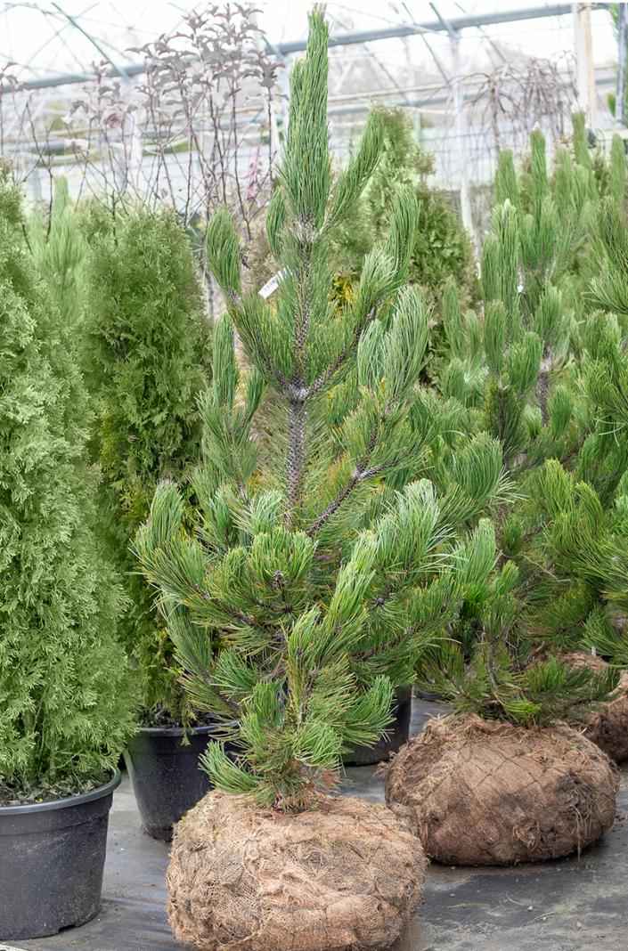 Купить сосна боснийская (гельдрейха) satellit деревья и растения