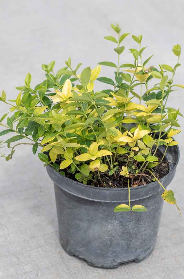 саженцы Барвинок малый Mariе