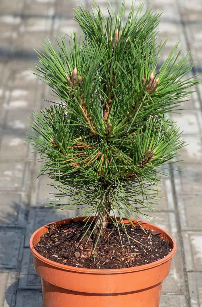 Купить сосна тунберга sayonara деревья и растения