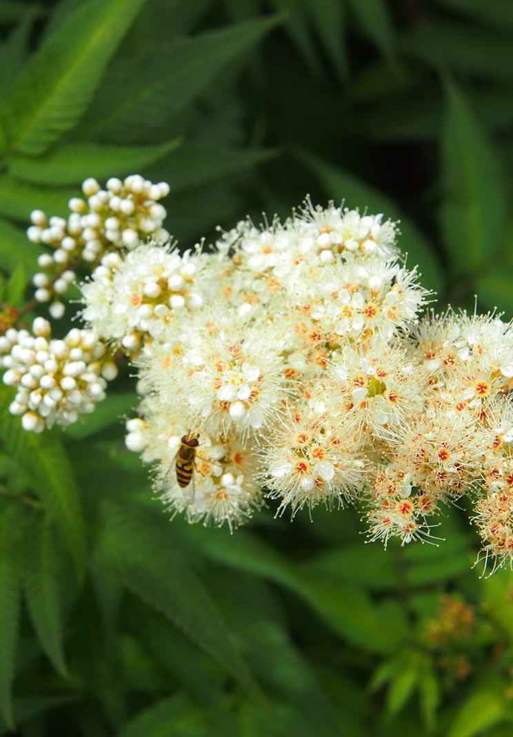 саженцы Рябинник рябинолистный Sem