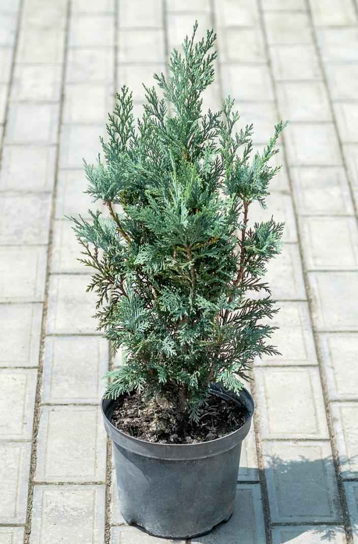 Купить кипарисовик лавсона columnaris (columnaris glauca) деревья и растения