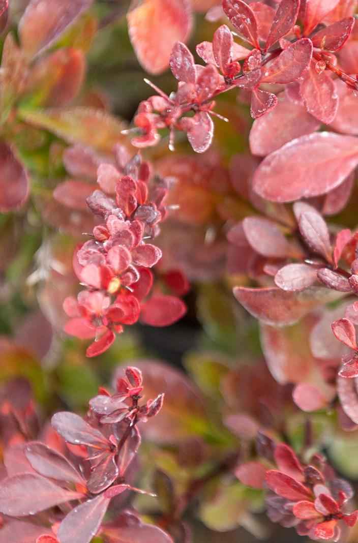 саженцы Барбарис Тунберга Atropurpurea Nana