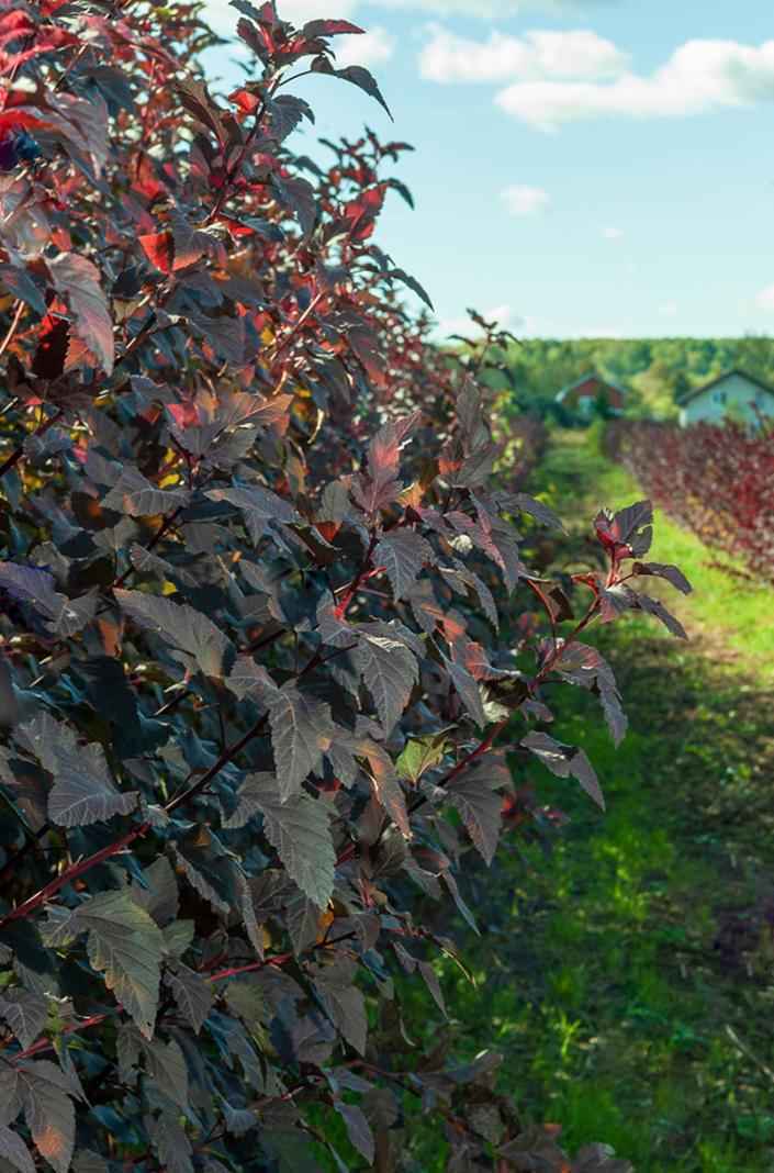 саженцы Пузыреплодник калинолистный Red Baron