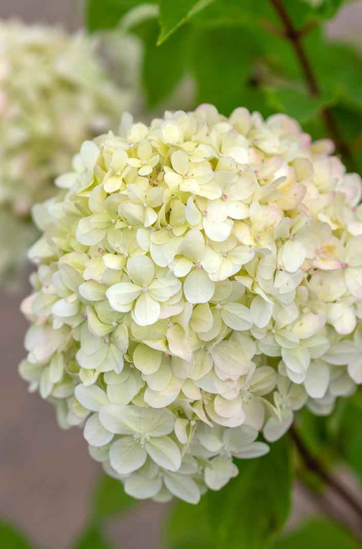 саженцы Гортензия метельчатая Limelight