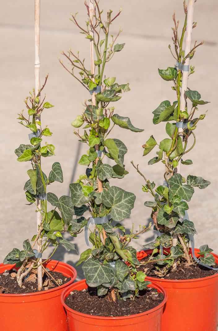 саженцы Плющ обыкновенный