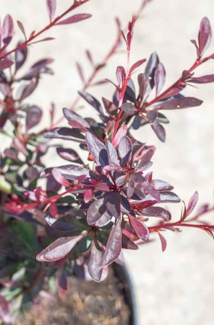 саженцы Барбарис Тунберга Red Chief