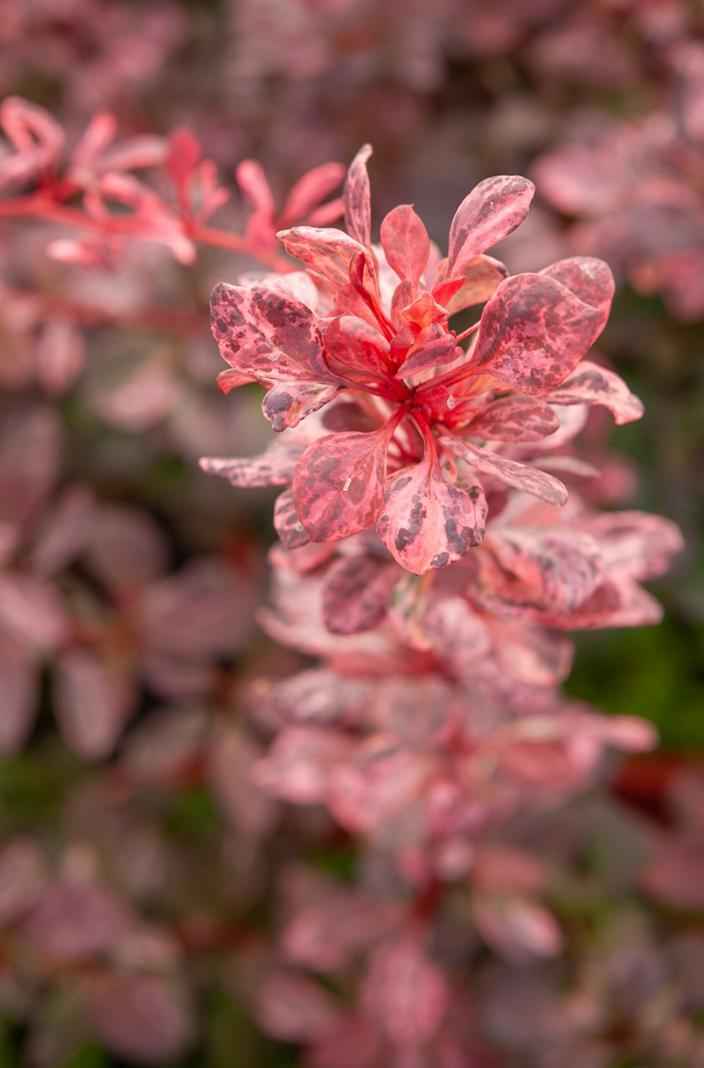 саженцы Барбарис Тунберга Rose Glow