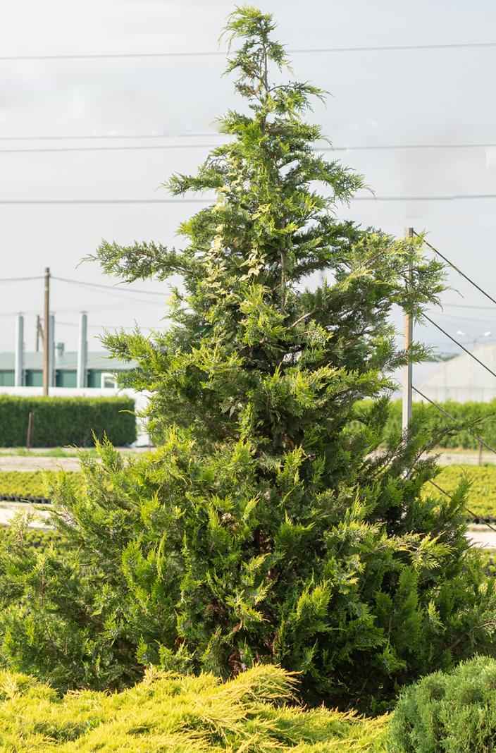 Купить кипарисовик лавсона ivonne деревья и растения